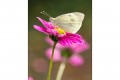Cosmos et piéride